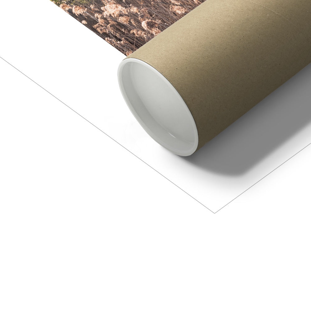 Cherry Blossom - Poster
