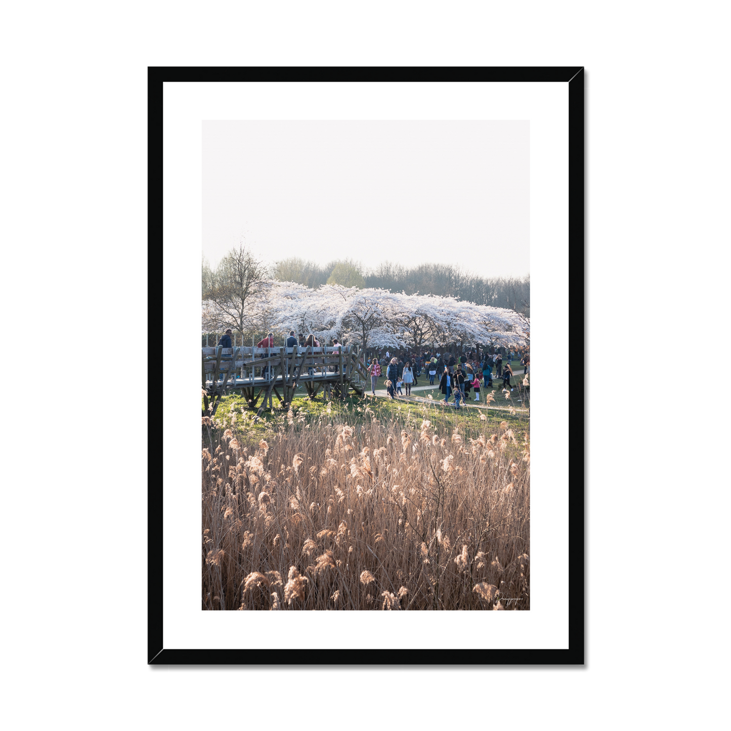 Cherry Blossom - Framed Art