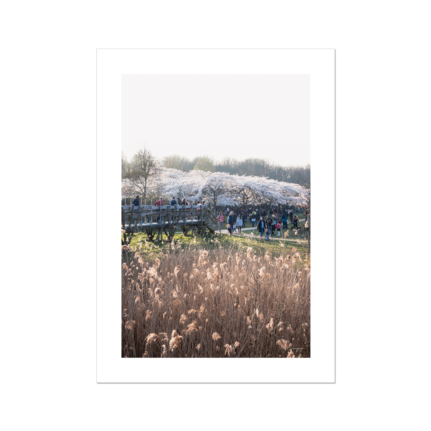 Cherry Blossom - Poster